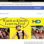 Americankittens Gay