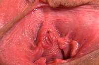 Gape My Pussy Premium Account Free s2